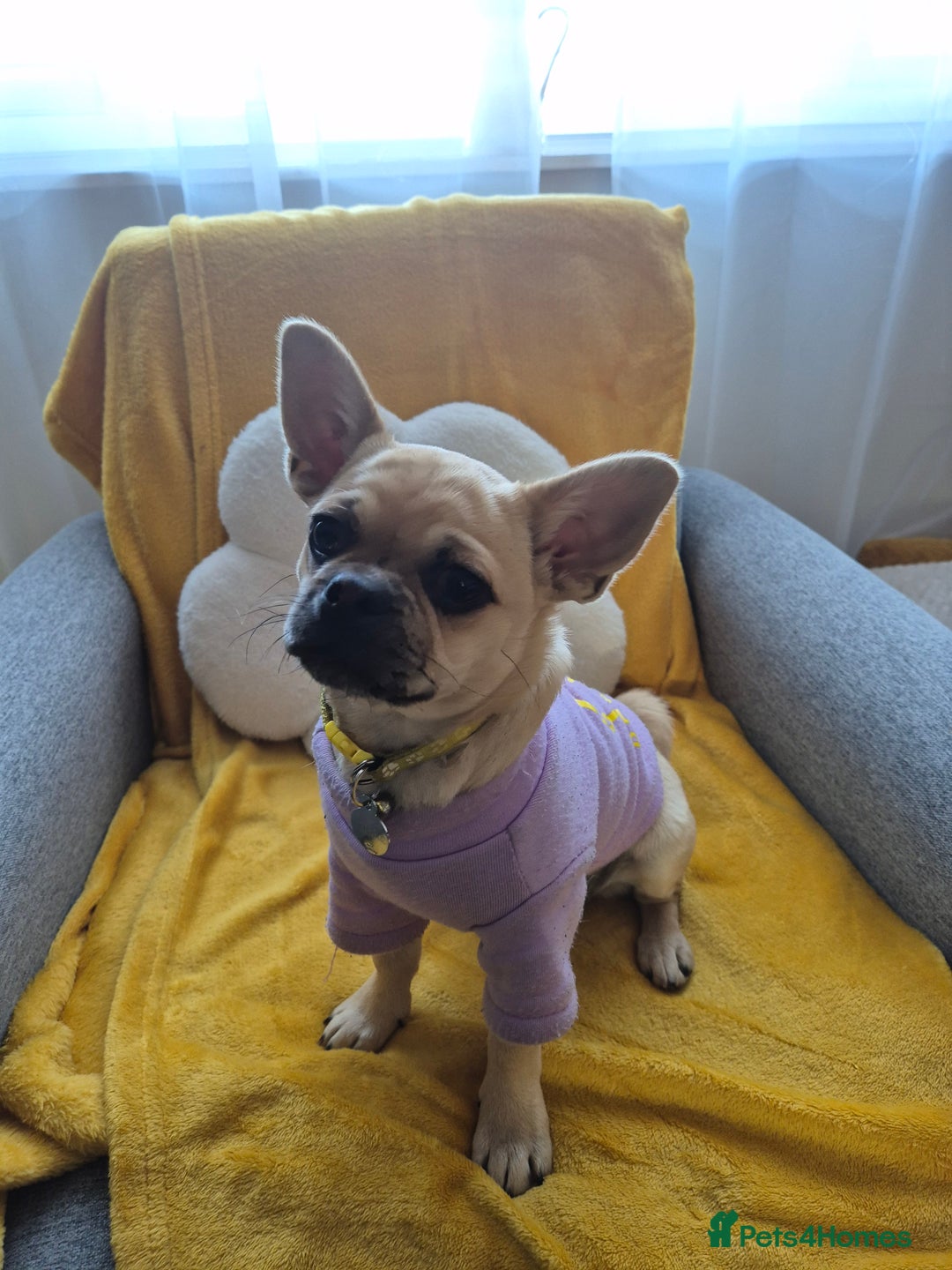 Chug dogs for sale: Bubbles (6 Months - Female Chug) - Advert 1