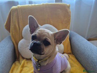 Chug dogs Bubbles (6 Months - Female Chug) - Advert 1