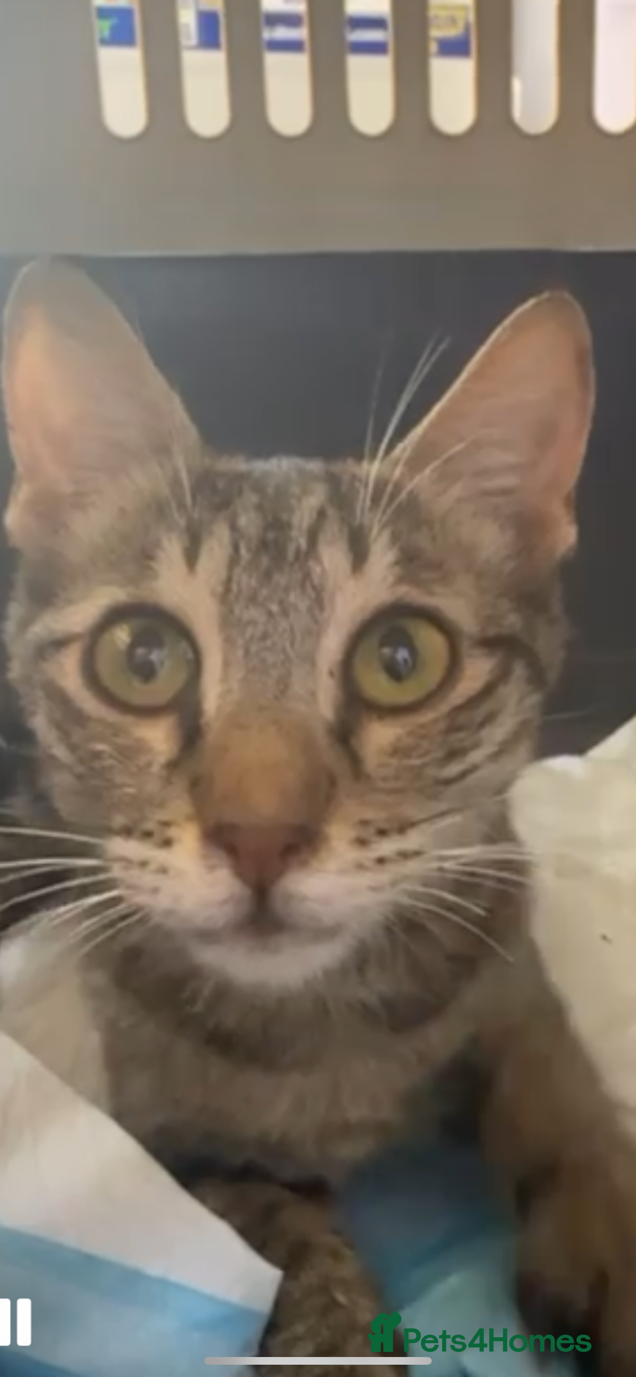 Mixed Breed cats ZIZI - SUNSHINE HAPPY Cat longish fur/TAIL FLUFFY  - Advert 1