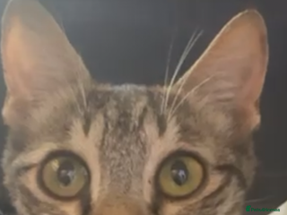 Mixed Breed cats ZIZI - SUNSHINE HAPPY Cat longish fur/TAIL FLUFFY - Advert 1