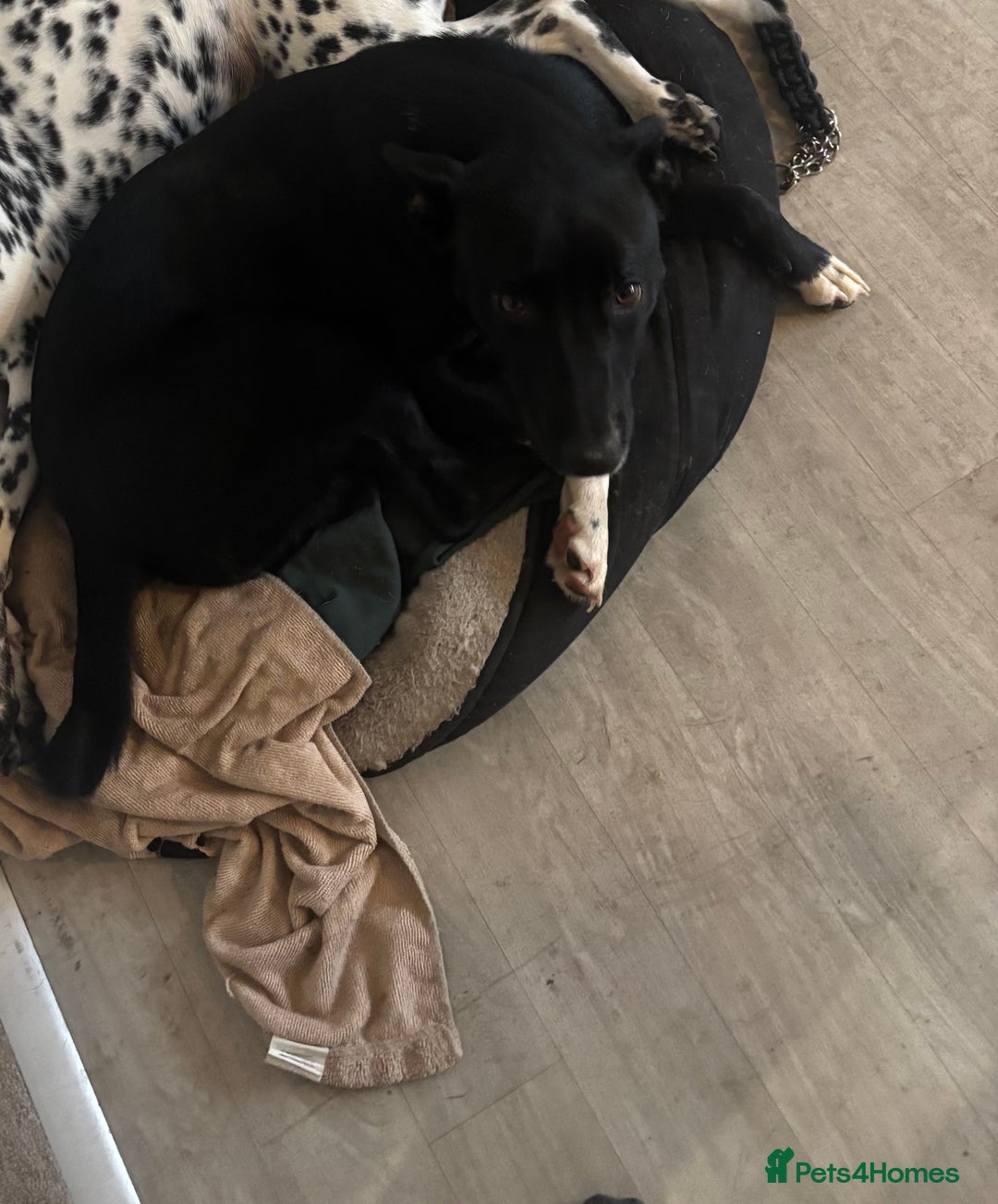 Mixed Breed dogs for sale: Border collie cross staffie  - Advert 5