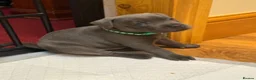 Staffordshire Bull Terrier dogs for sale: Beautiful kc registered Staffords bull terrier  - Advert 39