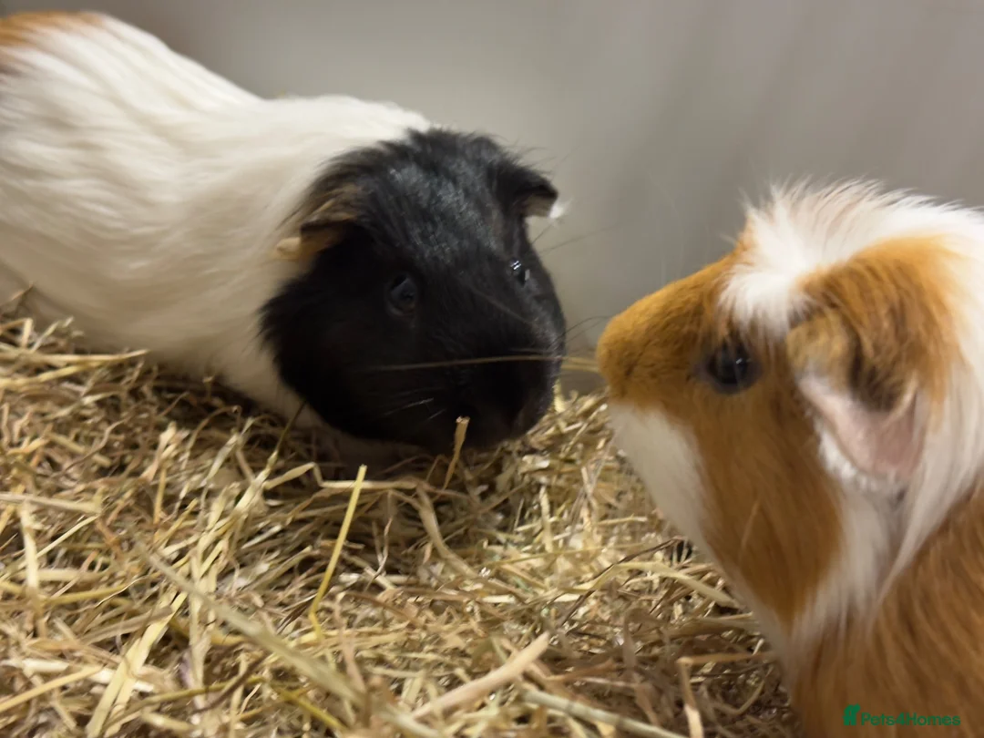 Guinea Pig rodents for sale: Bonded Male Brother Guinea Pigs - Advert 2