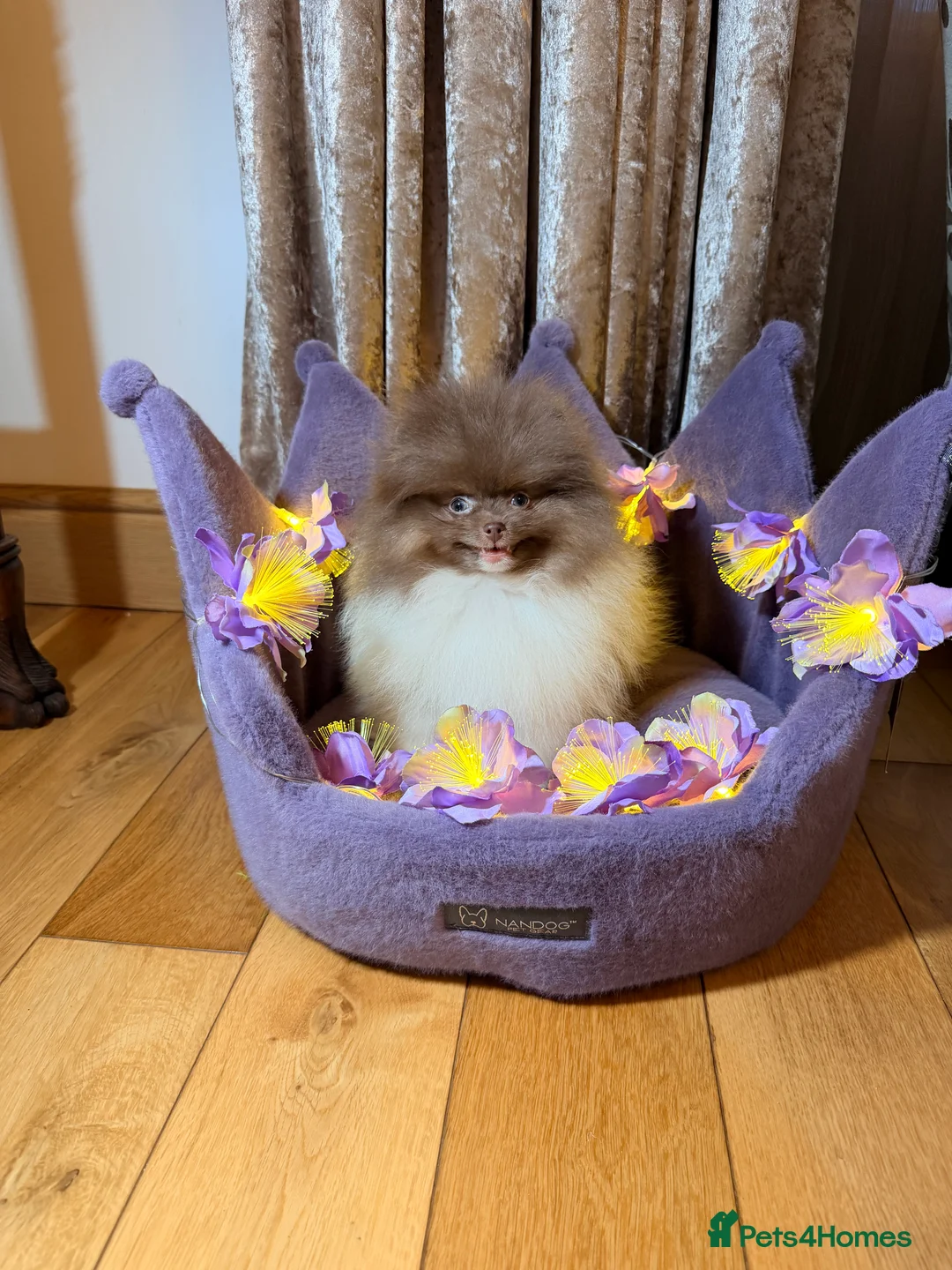 Pomeranian dogs for sale: Cute Pomeranian Boys and Girls  - Advert 33