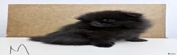 Pomeranian dogs for sale: Pomeranian Puppies – Home Raised With Mum & Dad - Advert 11