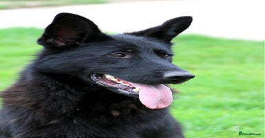 German Shepherd dogs BEAUTIFUL ALERT PUPS - Advert 9