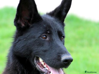 German Shepherd dogs - Advert 6