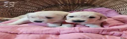 Golden Retriever dogs for sale: Golden retriever puppies  - Advert 9