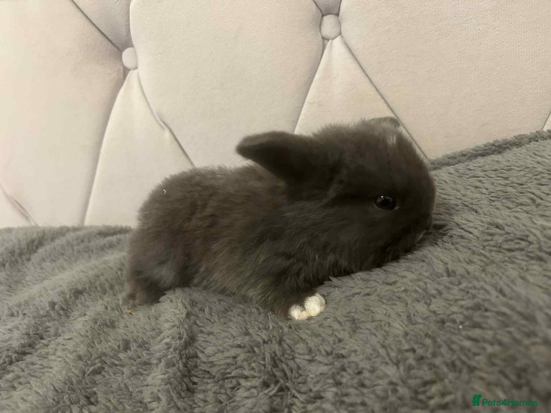 Mini Lop rabbits for sale: Mini lops for sale - Image 4