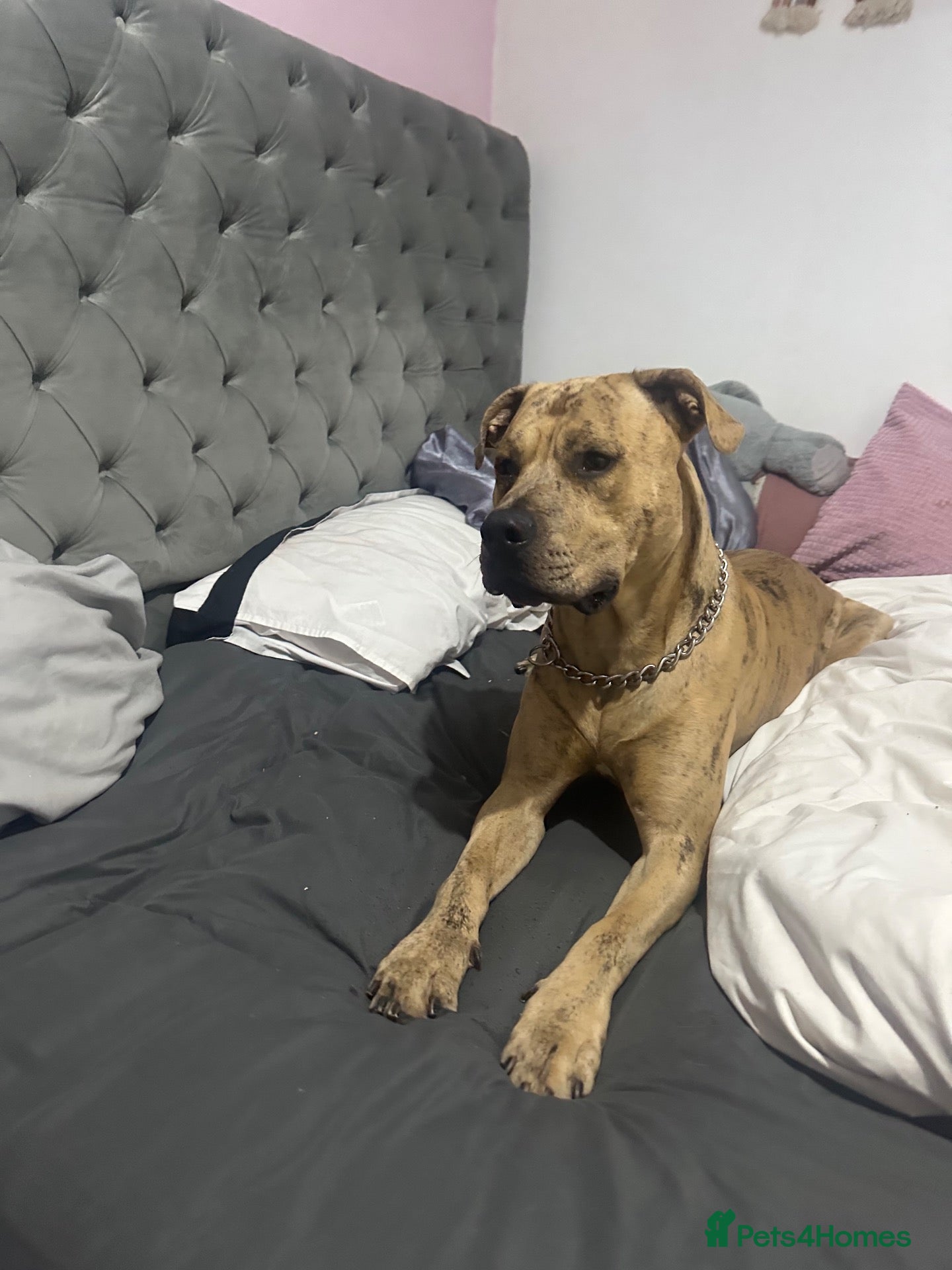 Mixed Breed dogs King simba  - Advert 1