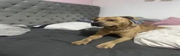 Mixed Breed dogs for sale: King simba  - Advert 1