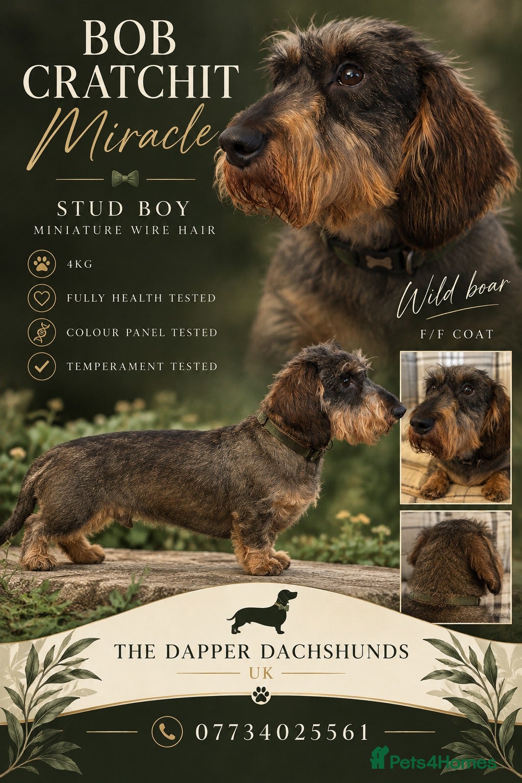 Miniature Dachshund dogs Wild boar Miniature wire hair stud dog  - Advert 1