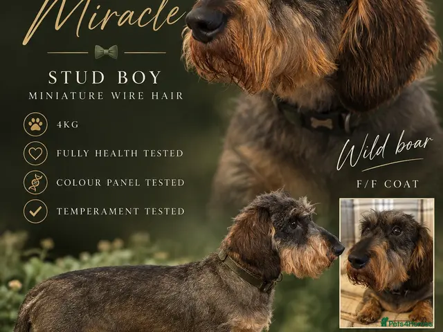 Miniature Dachshund dogs Wild boar Miniature wire hair stud dog - Advert 1