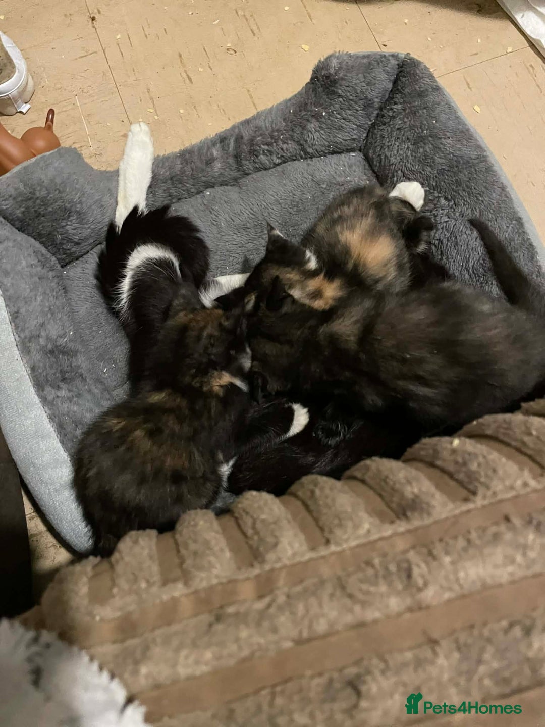 Mixed Breed cats for sale: Beautiful kittens looking for their forever home - Advert 1