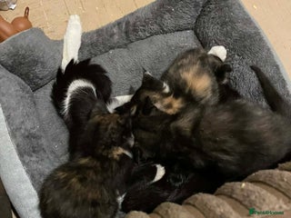 Mixed Breed cats Beautiful kittens looking for their forever home - Advert 1