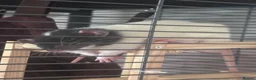 Rat rodents for sale: Two Friendly Male Rats Looking for a Loving Home  in Queenborough - Advert 8