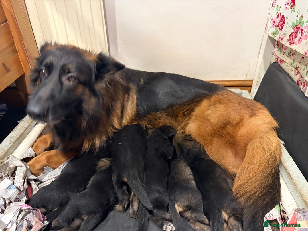 German Shepherd dogs for sale: German shepherd puppies  - Advert 2