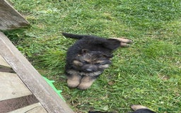 German Shepherd dogs for sale: Ready to leave 🐾 GSD Puppies - Image 20