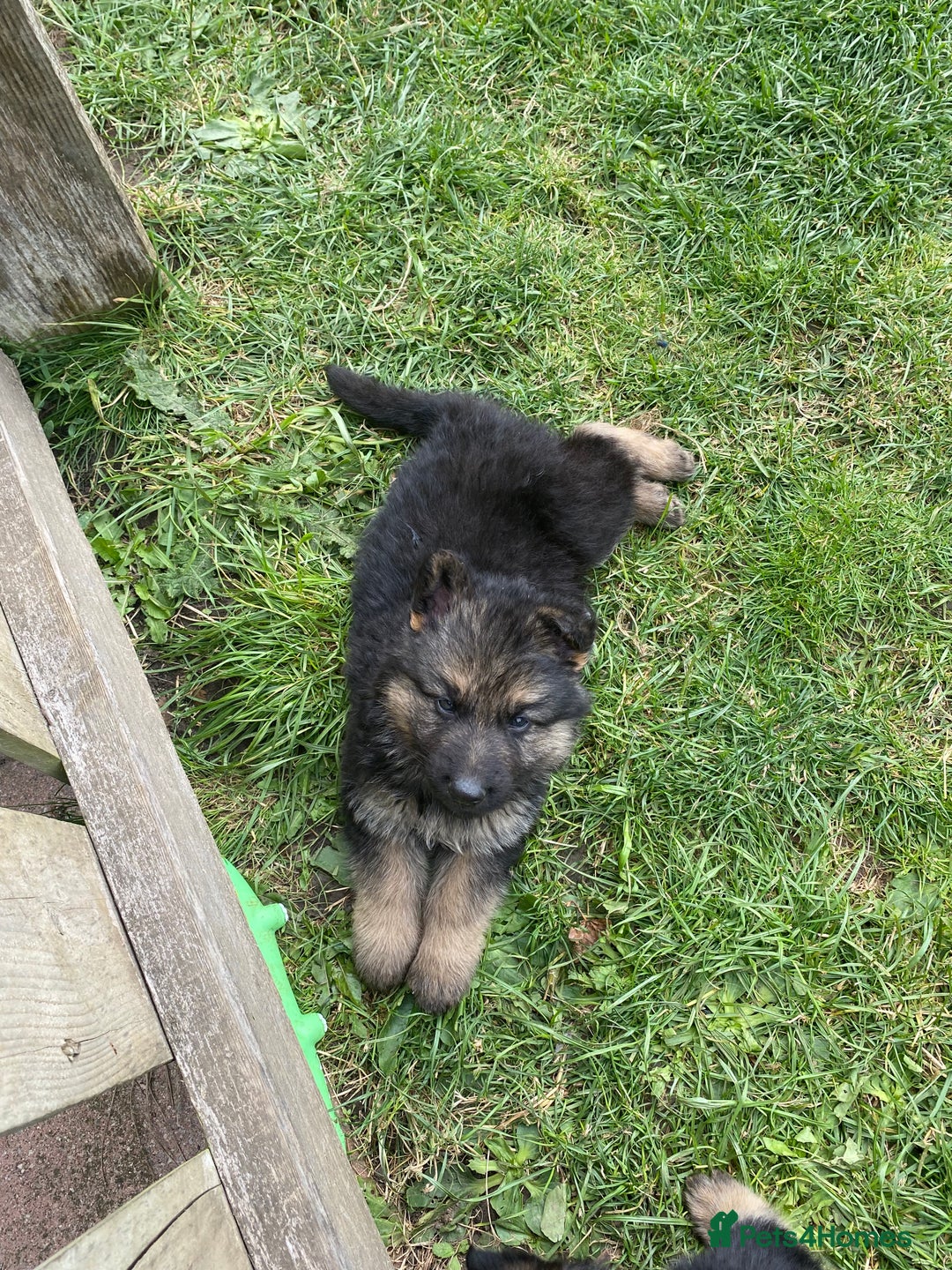 German Shepherd dogs for sale: Ready to leave 🐾 GSD Puppies - Image 20