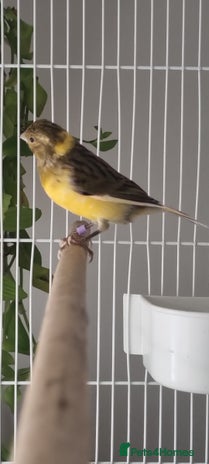 Canaries birds - Advert 2