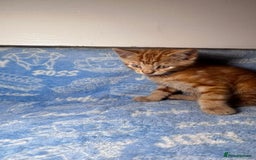 Mixed Breed cats for sale: 3 Lovely Kittens - Image 30
