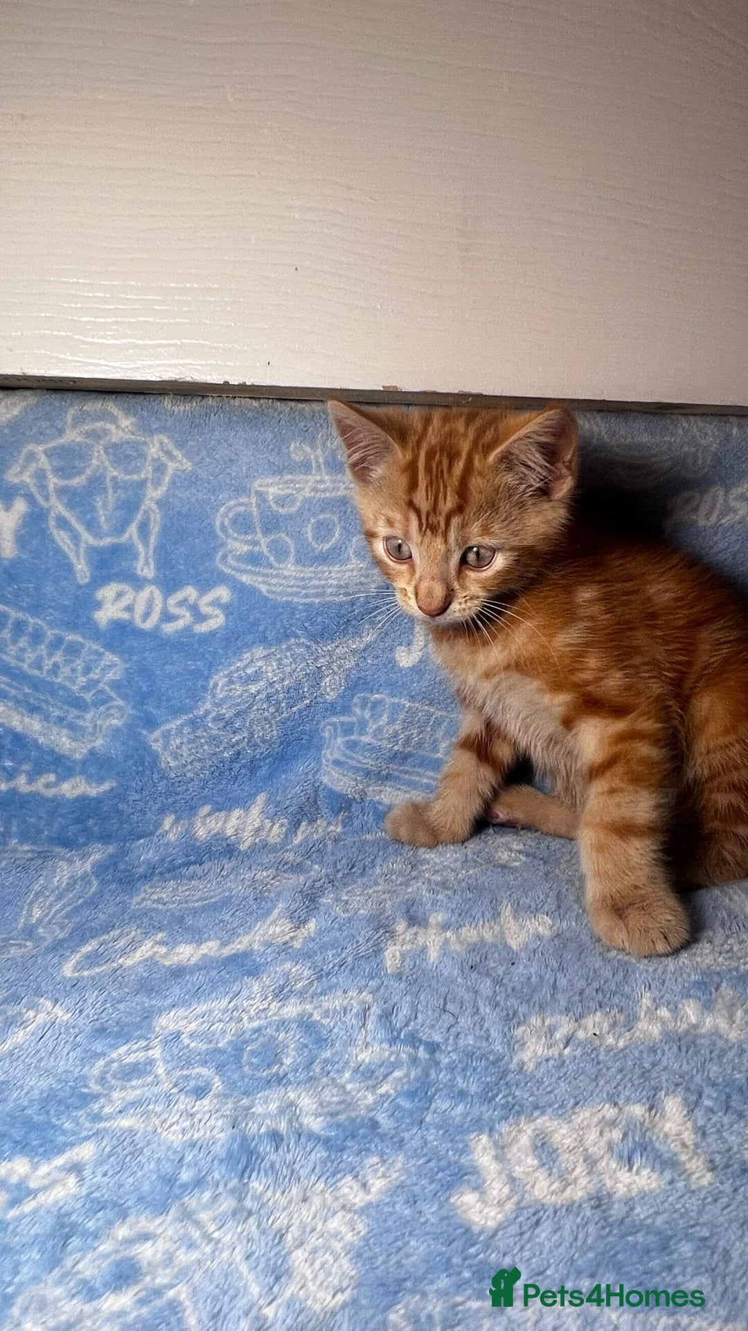 Mixed Breed cats for sale: 3 Lovely Kittens - Image 30