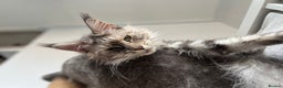 Maine Coon cats for sale: Registered pedigree maine coon for sale - Advert 29