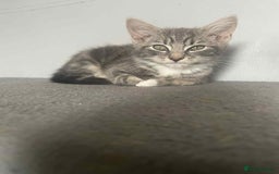 Domestic Shorthair cats for sale: Grey tabbies - Image 3