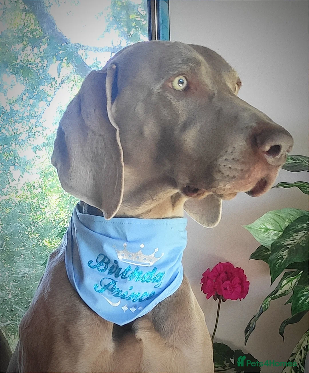 Weimaraner dogs for stud:  KC reg health tested Hipscored stud in Woodbridge - Advert 2