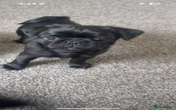 Pug dogs for sale: 2 male black pugs - Image 6