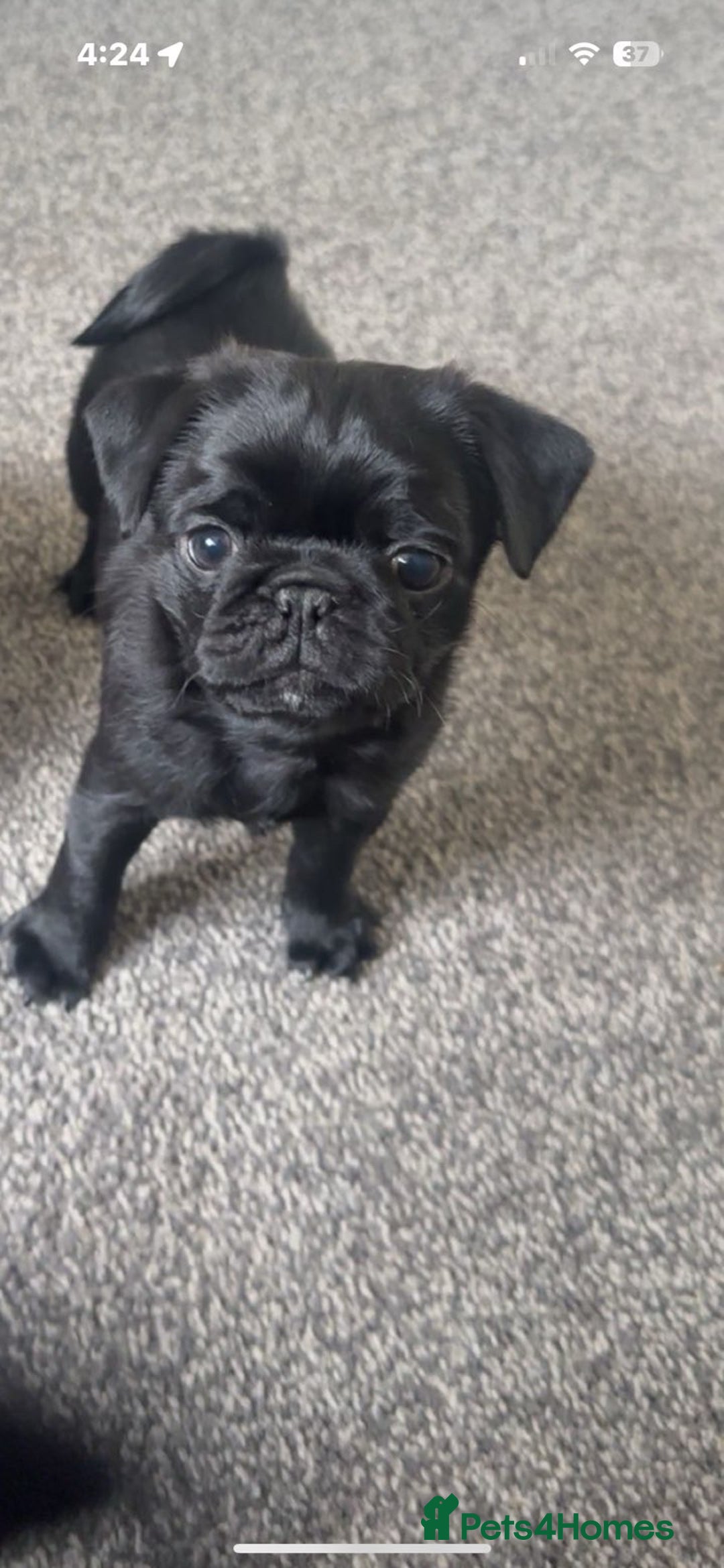 Pug dogs for sale: 2 male black pugs - Image 6