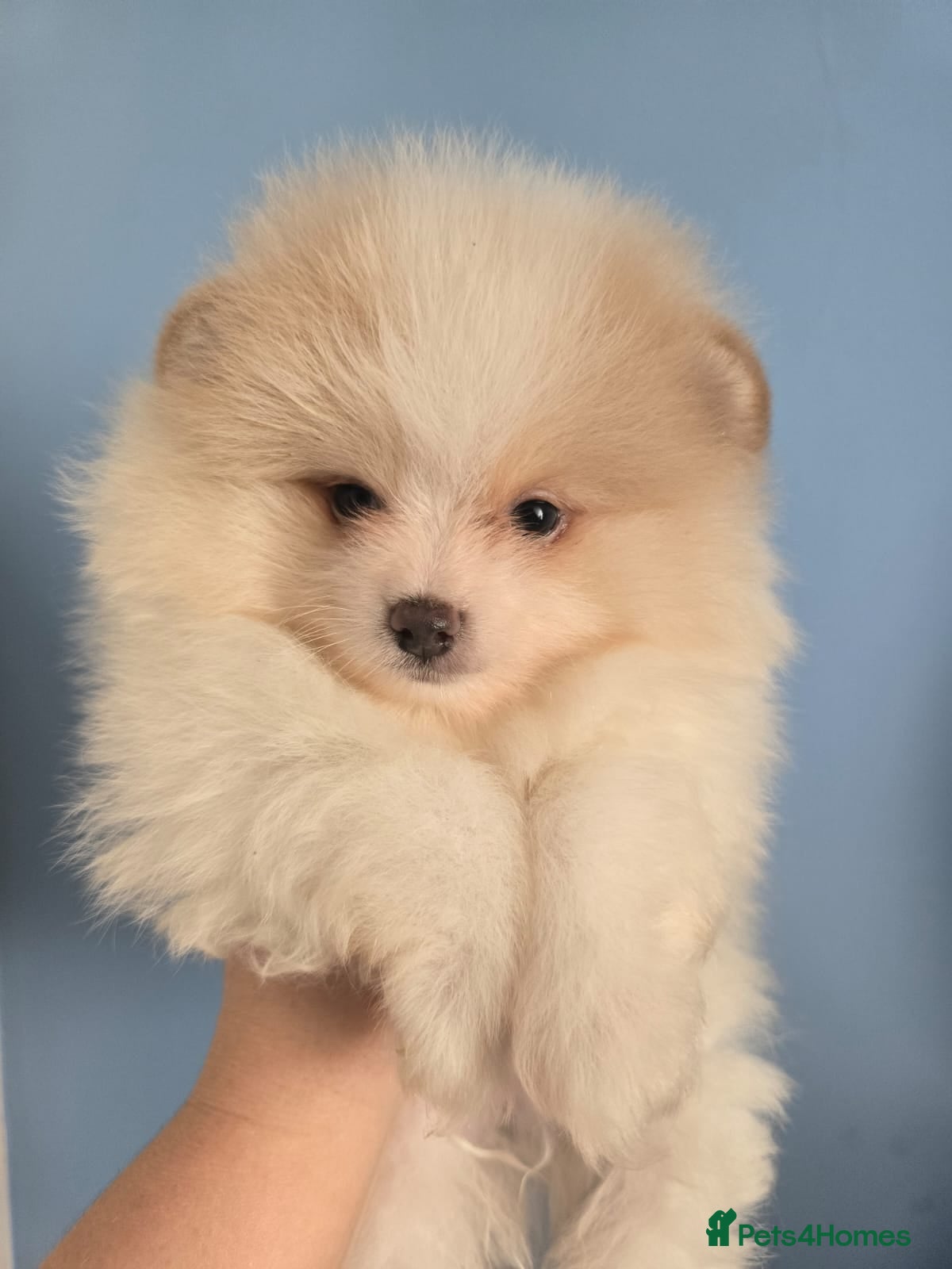 Pomeranian dogs CHIAO LI YA very small Plush pomeranian puppies - Advert 4