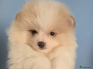 Pomeranian dogs CHIAO LI YA very small Plush pomeranian puppies - Advert 4