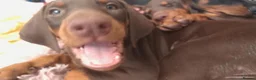 Dobermann dogs for sale: Dobermann puppies - Advert 10