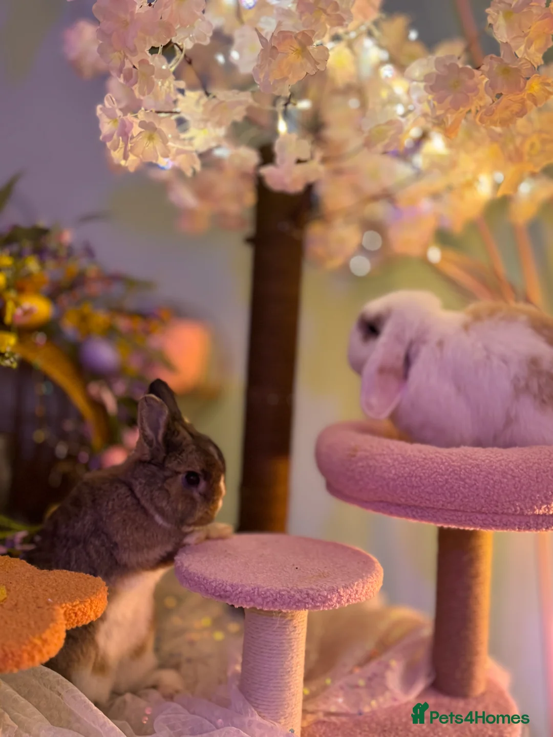 Netherland Dwarf rabbits for sale: Urgent rehoming. Young Netherland dwarf+ mini lop - Advert 34