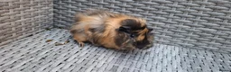 Guinea Pig rodents for sale: Two baby male guinea pigs - Advert 5