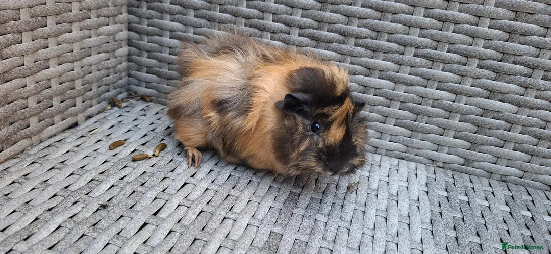 Guinea Pig rodents for sale: Two baby male guinea pigs - Advert 5