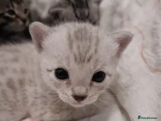 Bengal cats 🌟6 x CHAMPION BENGALS KITTENS🌟 - Advert 16