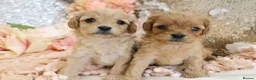Cavapoo dogs for sale: *HEALTH TESTED*Cavapoo Puppies 5*LICENSED BREEDER* - Advert 28