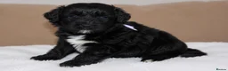 Australian Shepherd dogs for sale: Aussiedoodle puppies F1 health tested parents  - Advert 4