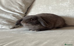 Mini Lop rabbits for sale: Gorgeous mini lop - Image 2