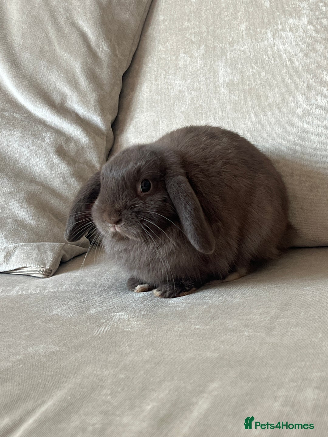 Mini Lop rabbits for sale: Gorgeous mini lop - Image 2
