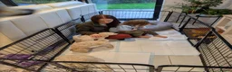 Standard Poodle dogs for sale: Standard poodle  in Hinckley - Advert 4