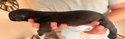 Mixed Breed dogs for sale: Frenchie x staff puppies  in Alfreton - Advert 15