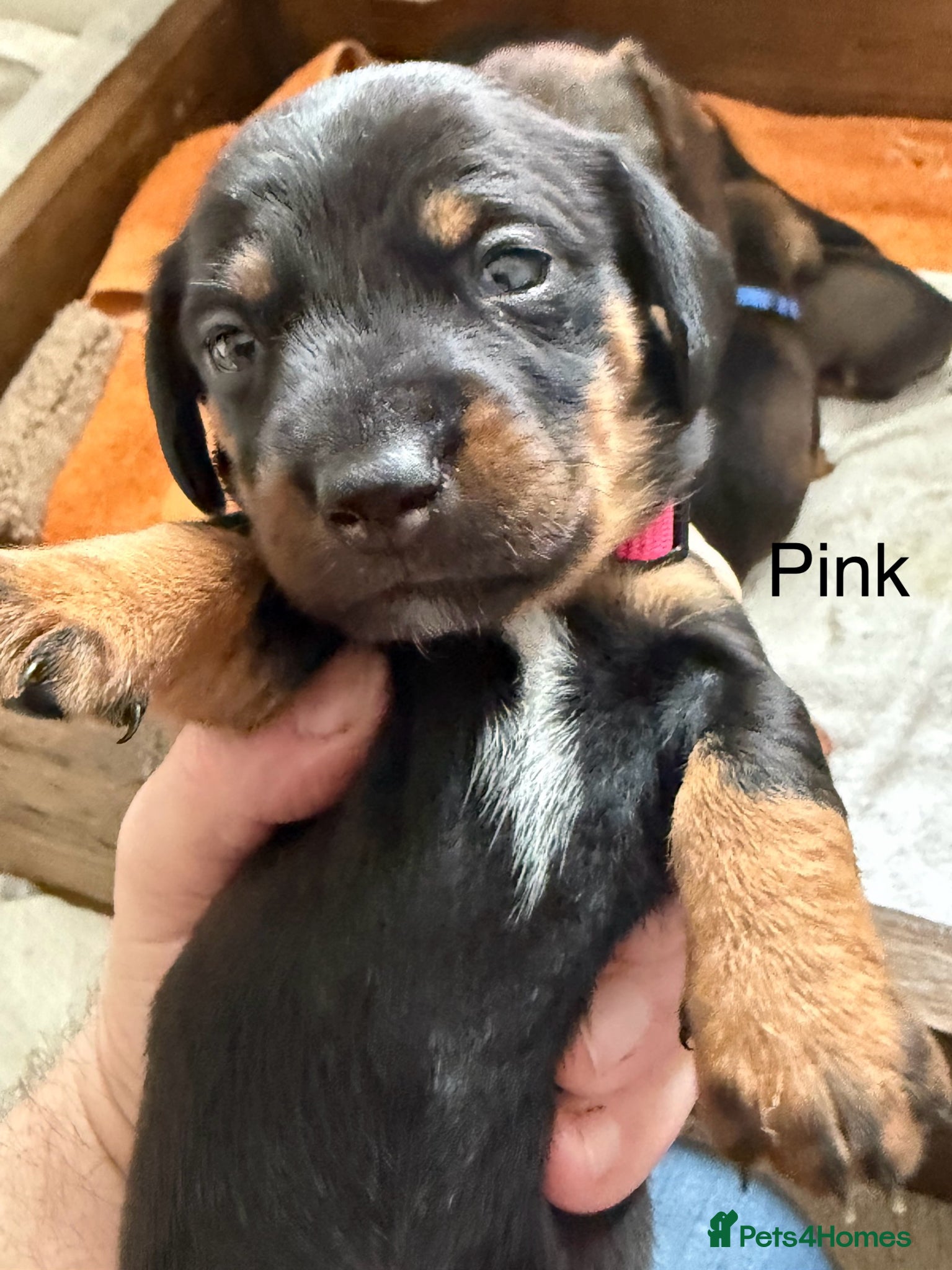 Miniature Dachshund dogs Wirehair miniature dachshunds and smooth - Advert 1