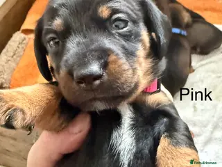 Miniature Dachshund dogs Wirehair miniature dachshunds and smooth - Advert 9