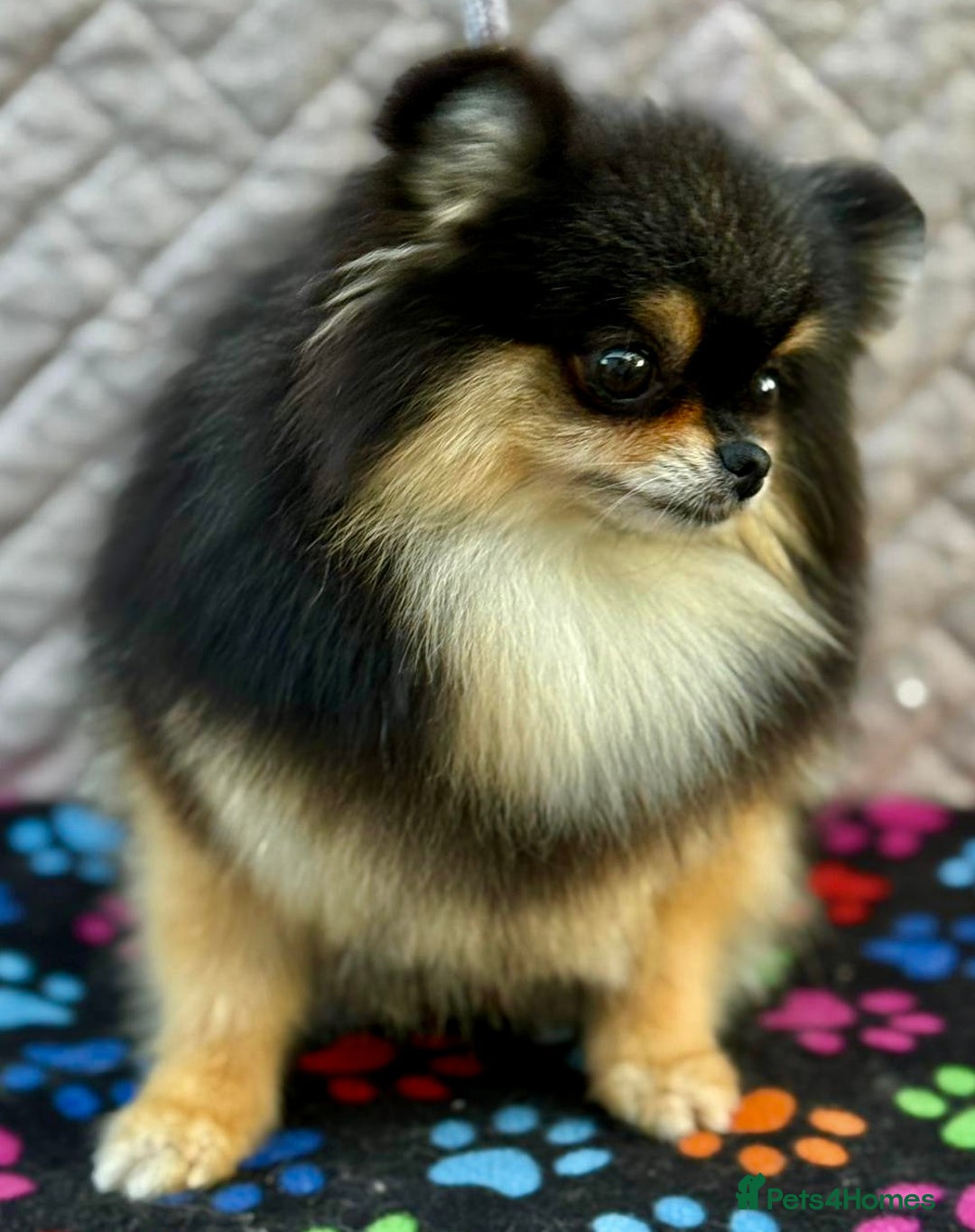 Pomeranian dogs for adoption: Tiny’s Story: A Fragile Soul Saved From the Edge - Image 4