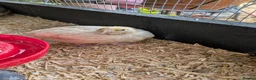 Quail poultry for sale: Coturnix Quail Unsexed Young Birds Many  Colours in Camberley - Advert 4