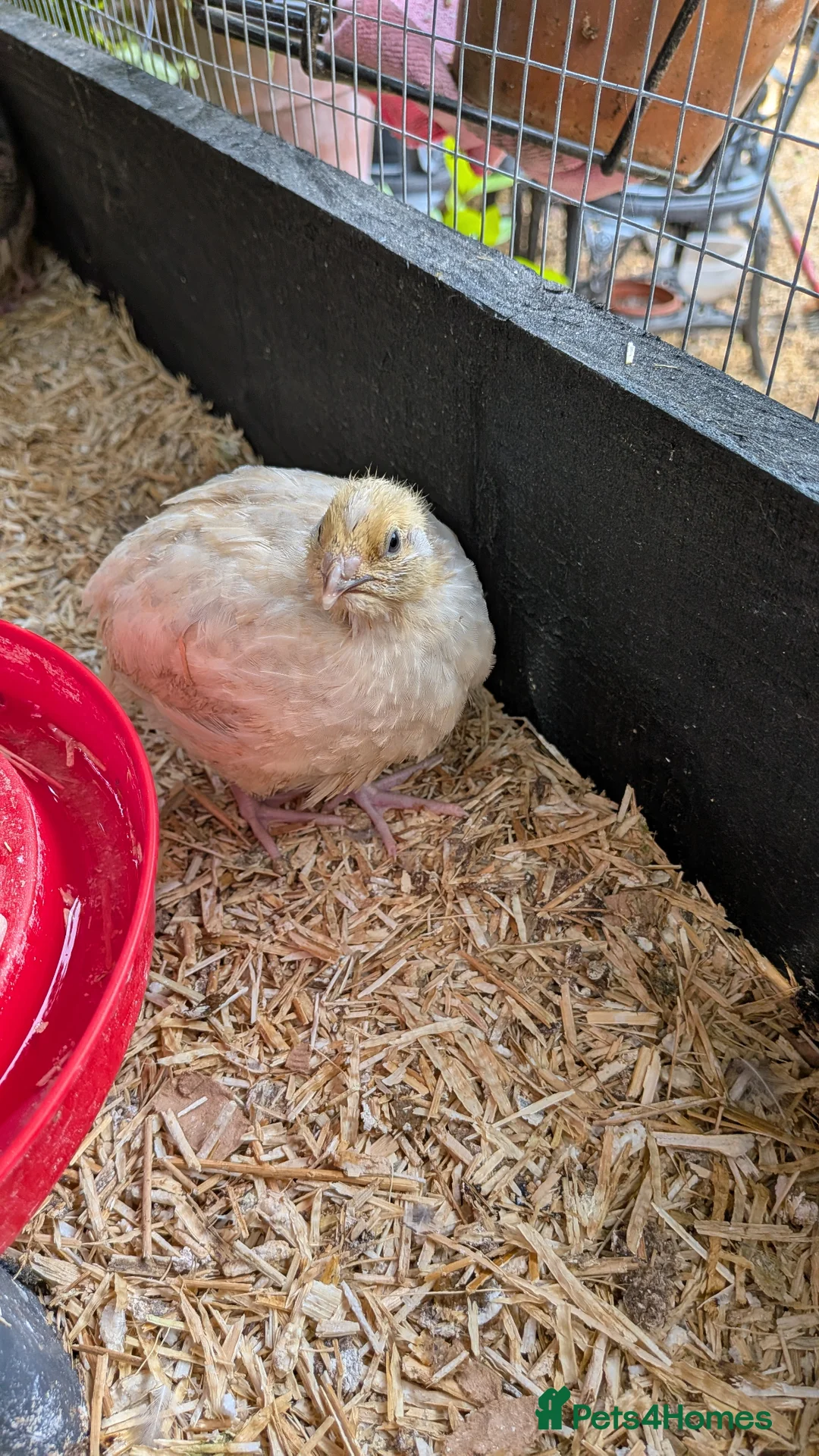 Quail poultry for sale: Coturnix Quail Unsexed Young Birds Many  Colours in Camberley - Advert 4
