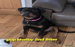 Rottweiler dogs for sale: (KC) REX & DELLAS FINAL LITTER OF QUALITY PUPS - Image 32